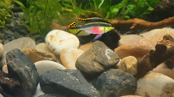 Do Cichlid Need A Heater And Filter?