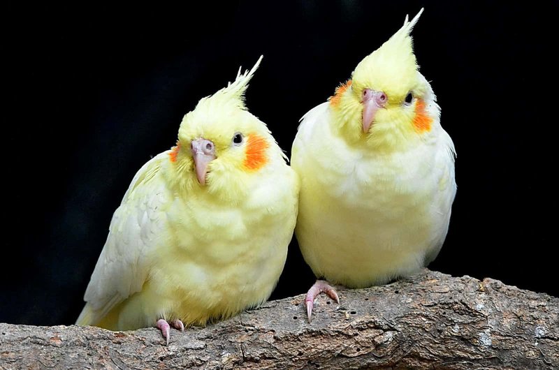 Do Cockatiels Need A Companion? Social Behavior Explained