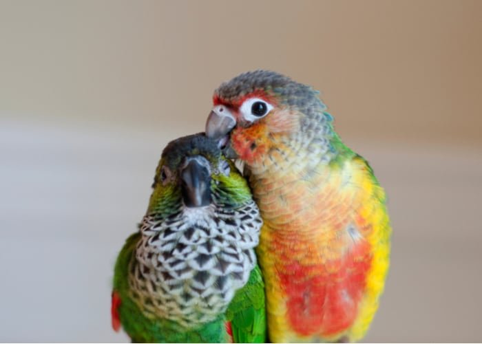 Do Conures Need A Companion Or Can They Live Alone?