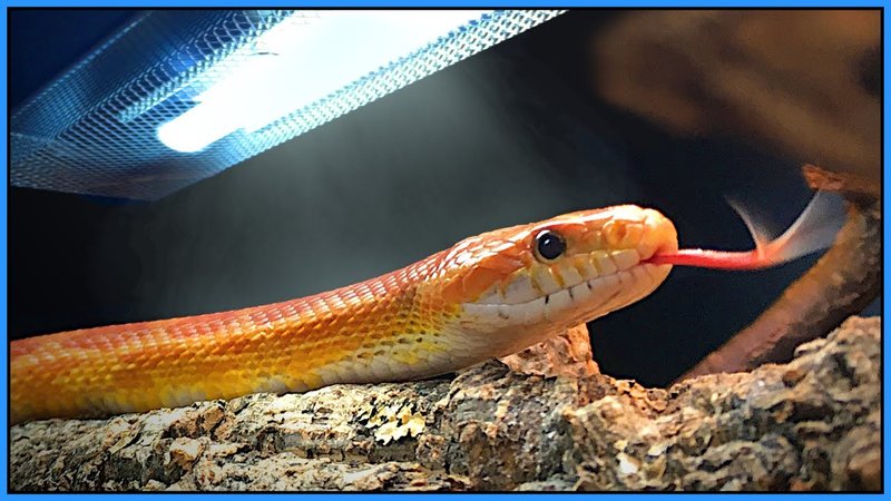 Do Corn Snakes Need Uvb Lighting?