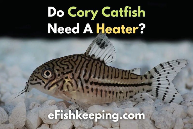 Do Corydoras Catfish Need A Heater And Filter?