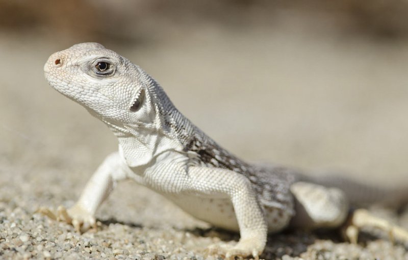 Do Desert Iguanas Recognize Their Owners?