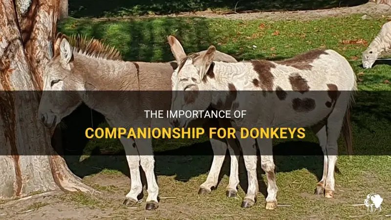 Do Donkeys Need Companionship? Social Needs Explained