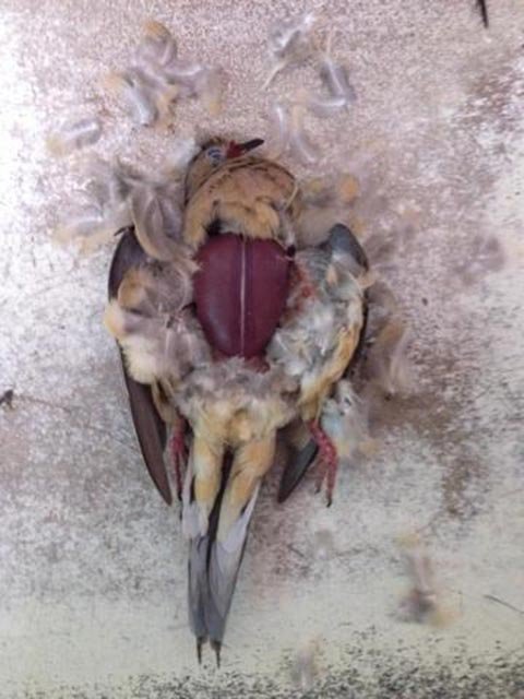 Do Doves Make A Mess? Cleaning And Maintenance Tips