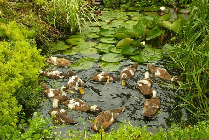 Do Ducks Need A Pond? Water Needs Explained