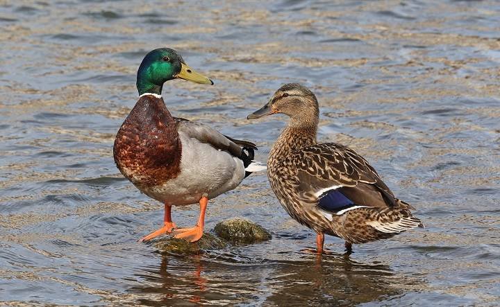 Do Ducks Need Companionship? Social Behavior Explained