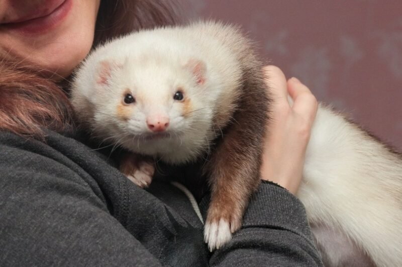 Do Ferrets Make Good Pets? Pros And Cons For Beginners