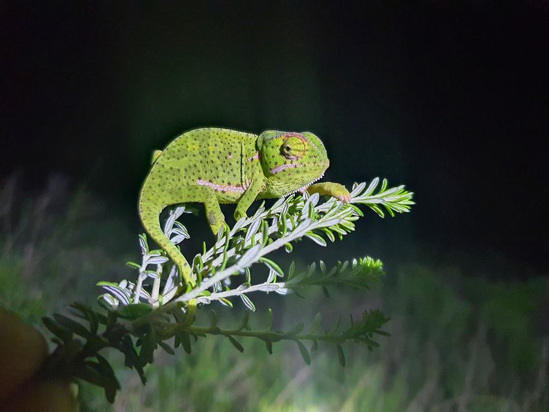 Do Flap-Necked Chameleons Get Along With Other Reptiles?