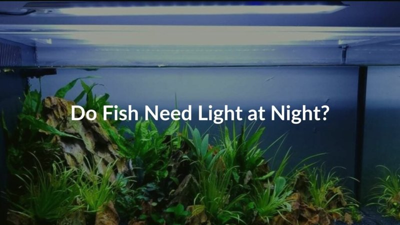 Do Freshwater Fish Need Lights?