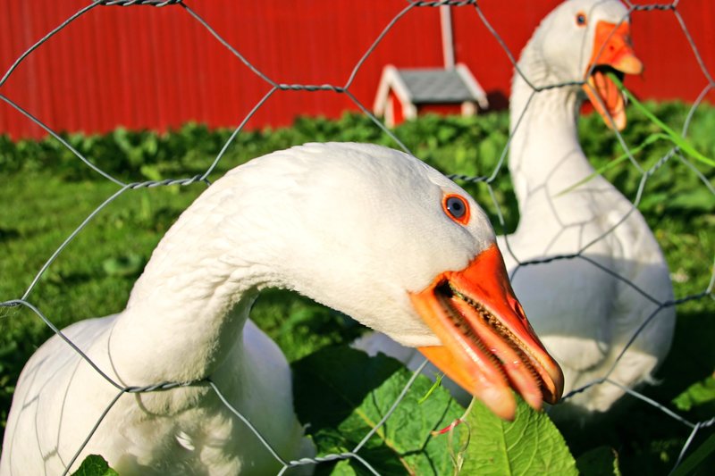 Do Geese Make Good Guard Animals?