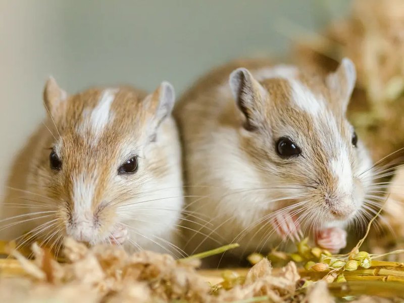 Do Gerbils Need A Companion? Social Needs And Pairing Tips