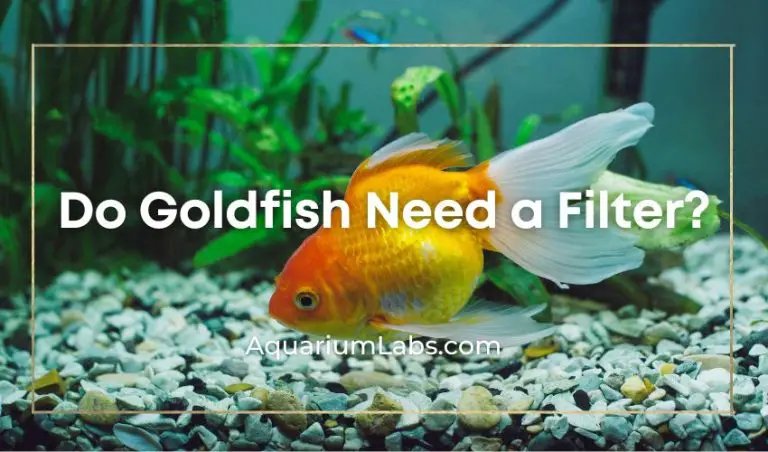Do Goldfish Need A Heater And Filter?