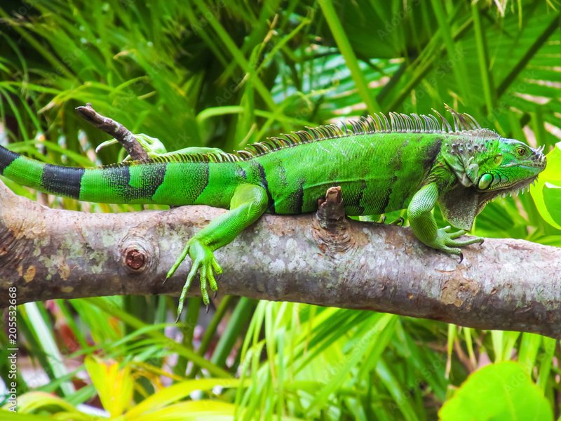 Do Green Iguanas Recognize Their Owners?