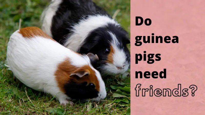 Do Guinea Pigs Need A Friend? Social Nature Explained