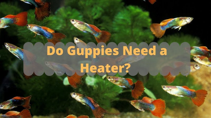 Do Guppy Need A Heater And Filter?