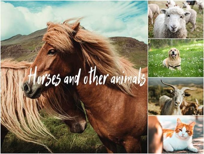 Do Horses Get Along With Other Farm Animals?