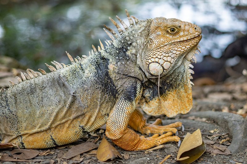Do Iguanas Hibernate Or Brumate?