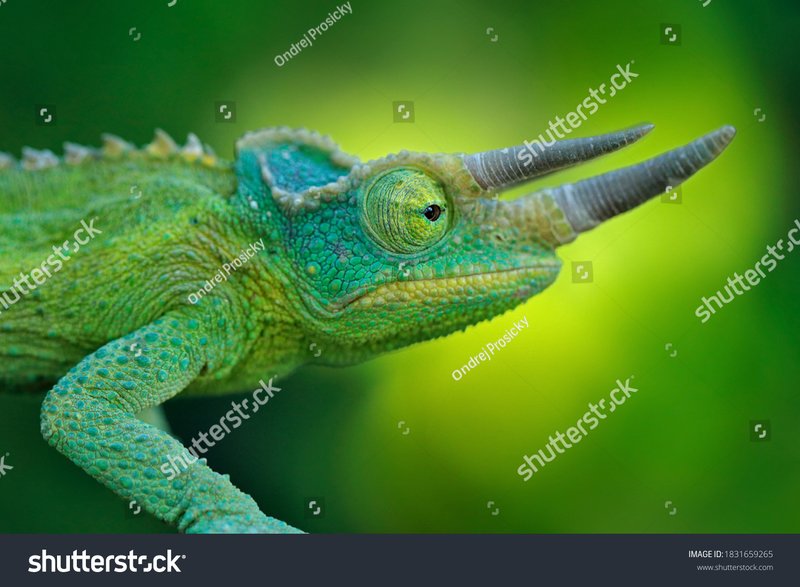 Do Jackson'S Chameleons Get Along With Other Reptiles?