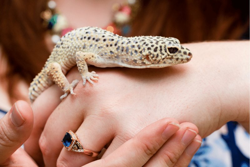 Do Leopard Geckos Like To Be Handled?