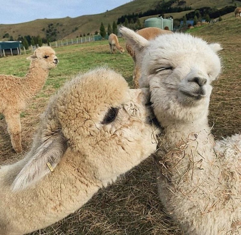 Do Llamas Need Companionship?