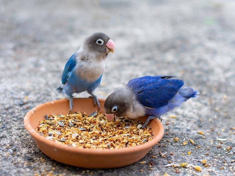 Do Lovebirds Need A Special Diet During Breeding Season?