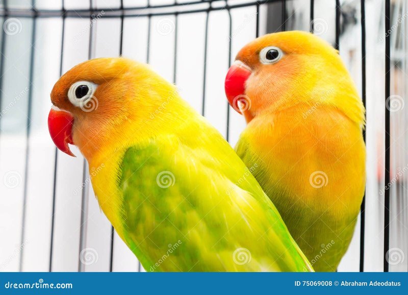 Do Lovebirds Need To Be Kept In Pairs?