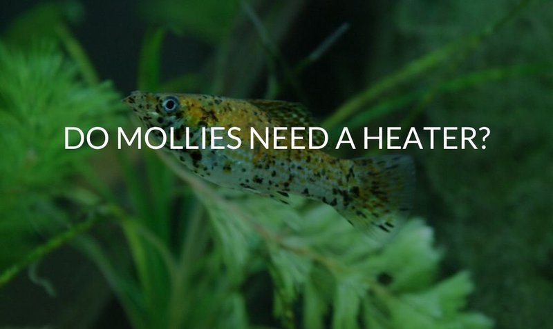 Do Molly Need A Heater And Filter?