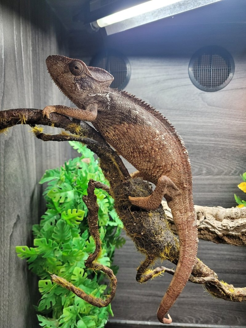 Do Oustalet'S Chameleons Get Along With Other Reptiles?