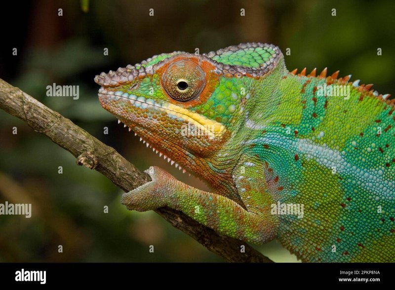 Do Panther Chameleons Get Along With Other Reptiles?