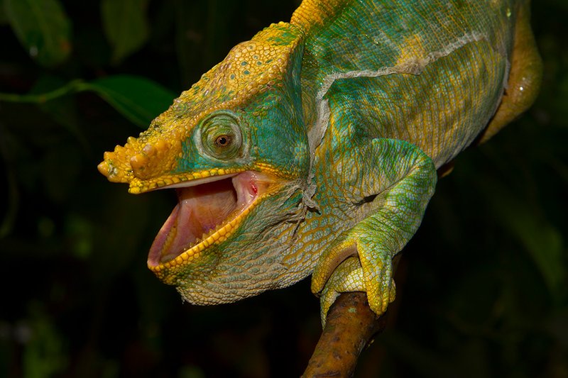 Do Parson'S Chameleons Get Along With Other Reptiles?