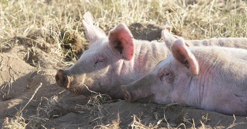 Do Pigs Need Companions? Social Needs Explained