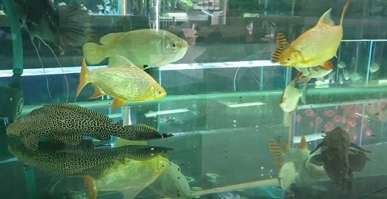 Do Plecostomus Need A Heater And Filter?