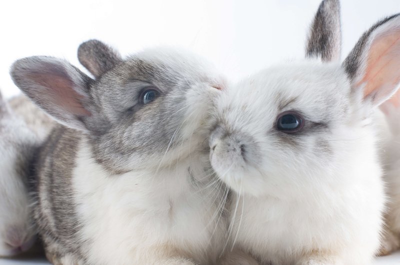 Do Rabbits Like To Be Held? Bonding And Handling Tips