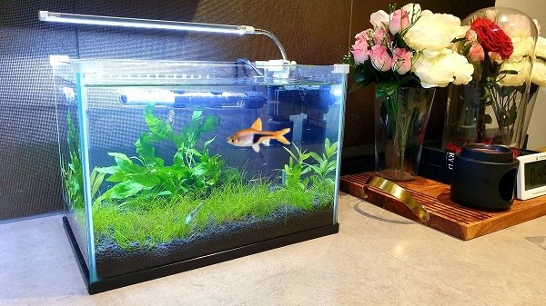 Do Rasbora Need A Heater And Filter?