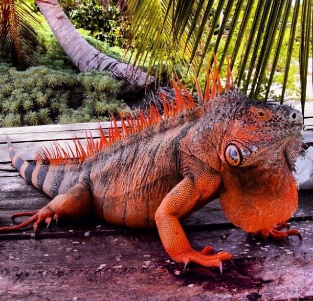 Do Red Iguanas Recognize Their Owners?