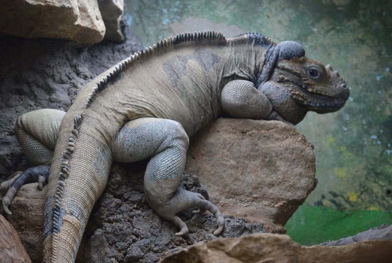 Do Rhino Iguanas Recognize Their Owners?