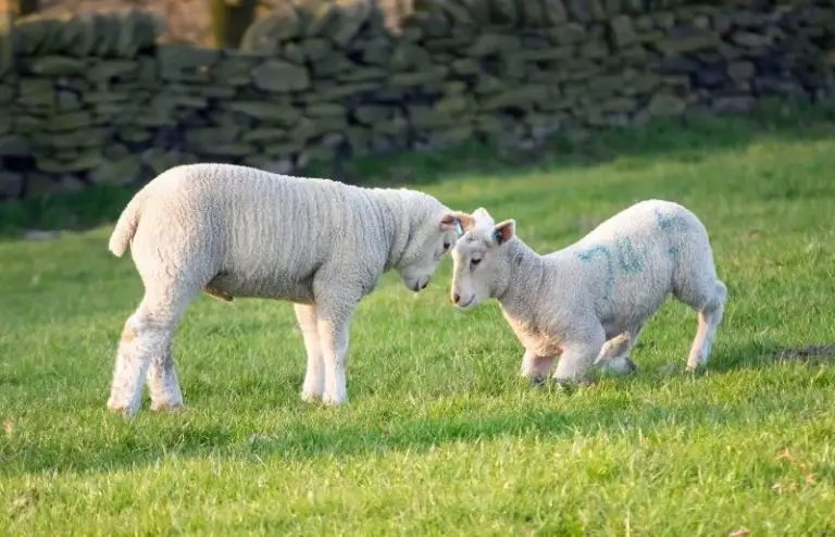 Do Sheep Need Companions? Flock Behavior Explained