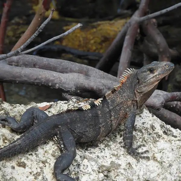 Do Spiny-Tailed Iguanas Recognize Their Owners?