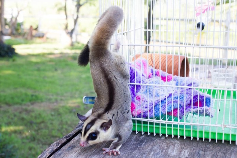 Do Sugar Gliders Get Along With Other Pets?