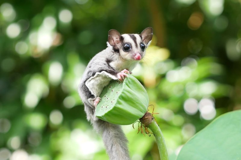 Do Sugar Gliders Need A Companion? Social Nature Explained