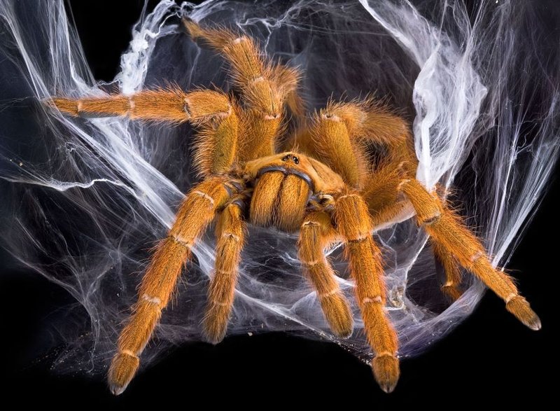 Do Tarantulas Make Webs Like Spiders?