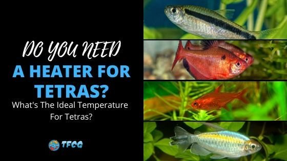 Do Tetra Need A Heater And Filter?