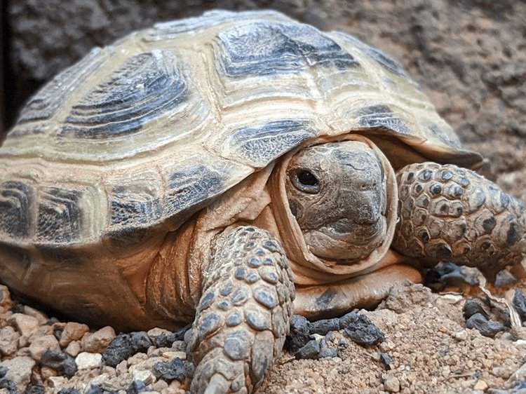 Do Tortoises Hibernate? What You Need To Know
