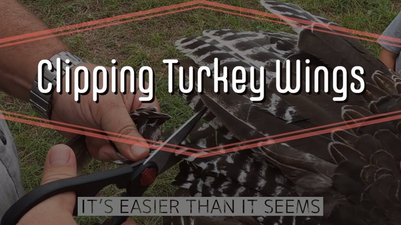Do Turkeys Fly? Wing Clipping And Management Tips