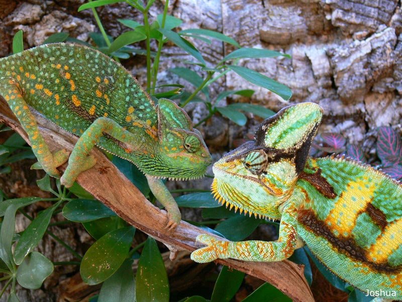 Do Veiled Chameleons Get Along With Other Reptiles?