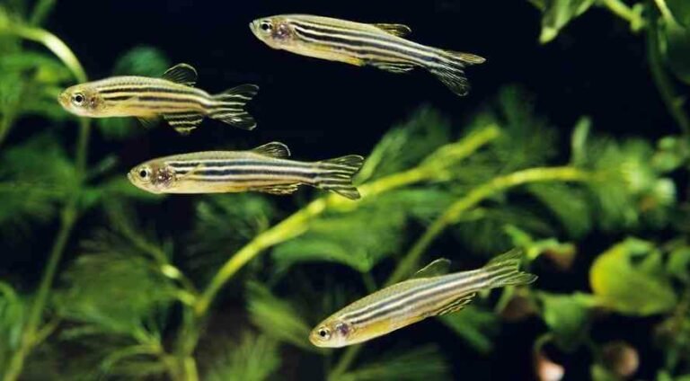 Do Zebra Danio Need A Heater And Filter?