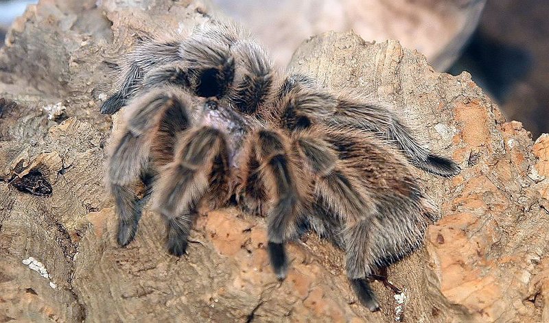 Does The Chilean Rose Tarantula Bite? What You Should Know