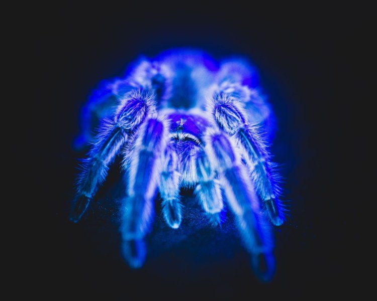 Does The Cobalt Blue Tarantula Bite? What You Should Know