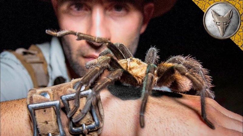 Does The Goliath Birdeater Bite? What You Should Know