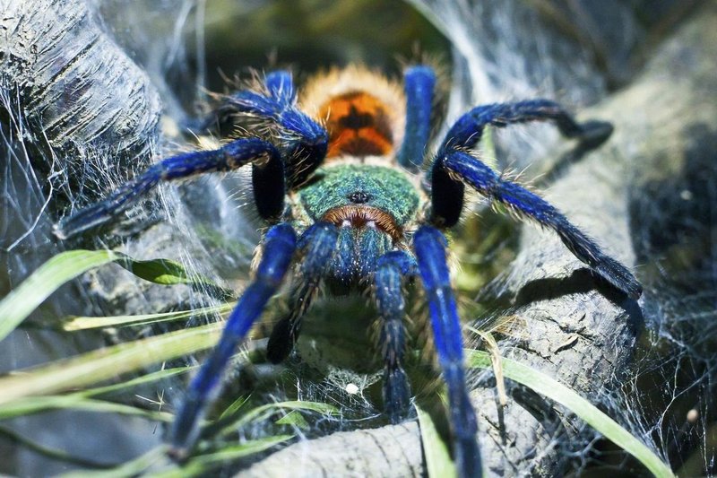 Does The Greenbottle Blue Tarantula Bite? What You Should Know